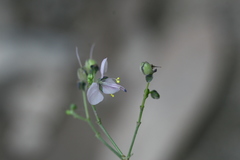 Aneilema ovalifolium